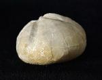 Linthia vilanovae (COTTEAU 1889) - Bild © FossNet FossilienStore